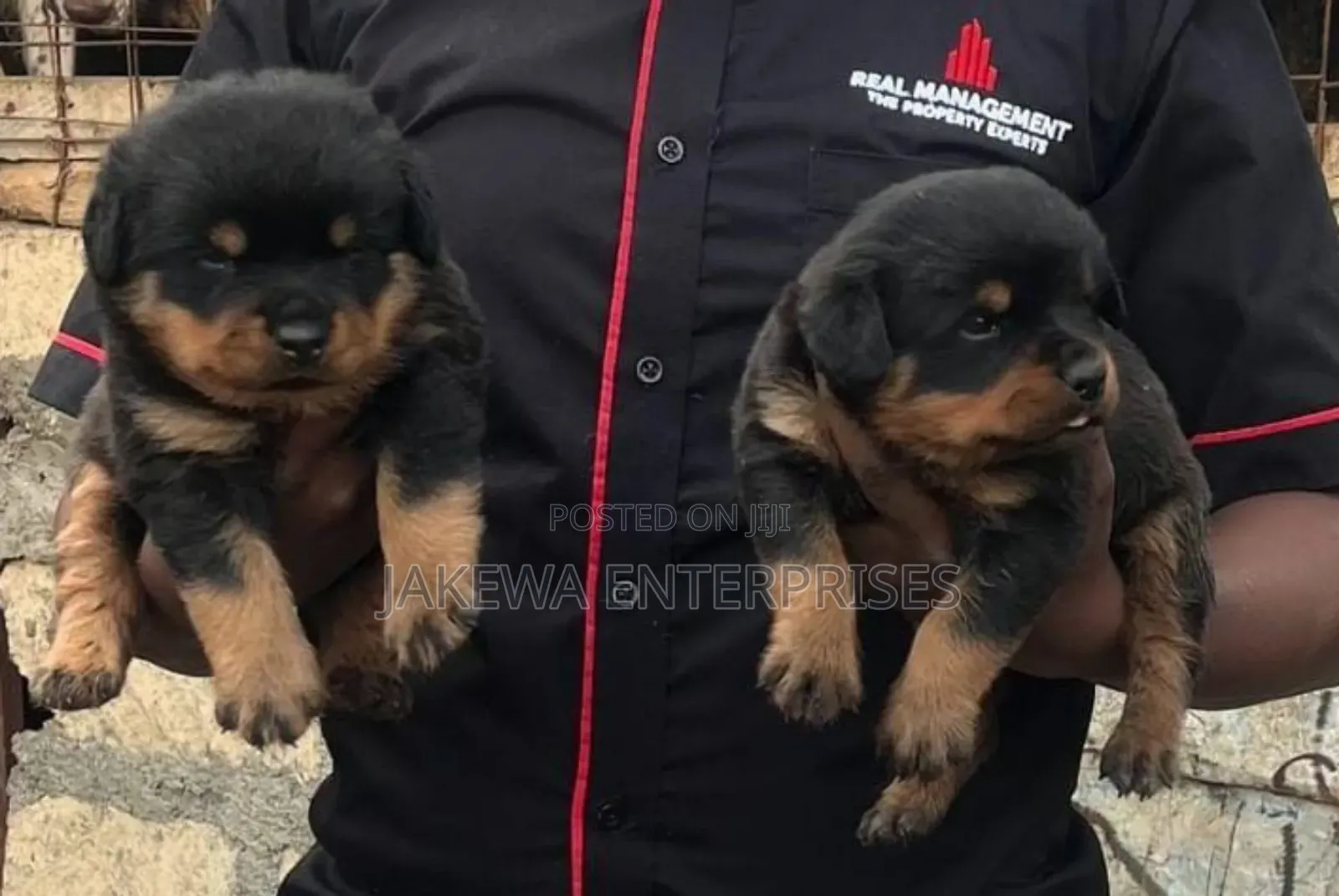 1-3 months Male Purebred Rottweiler