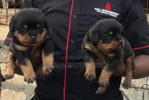 1-3 months Male Purebred Rottweiler