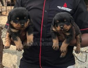 1-3 months Female Purebred Rottweiler - thumbnail 2