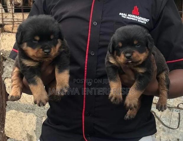 1-3 months Female Purebred Rottweiler - main view