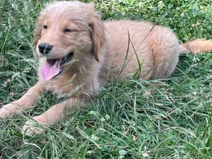1-3 months Male Purebred Golden Retriever
