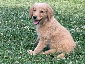 1-3 months Female Purebred Golden Retriever