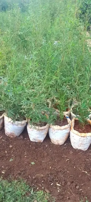Miniature/Ornamental Bamboos