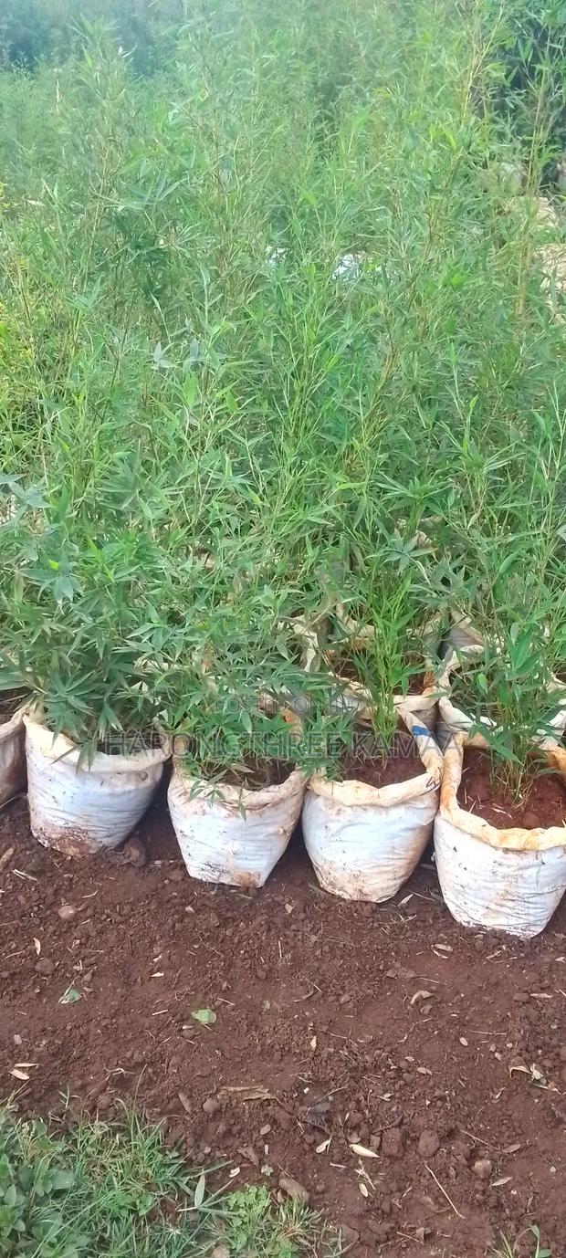 Miniature/Ornamental Bamboos - main view