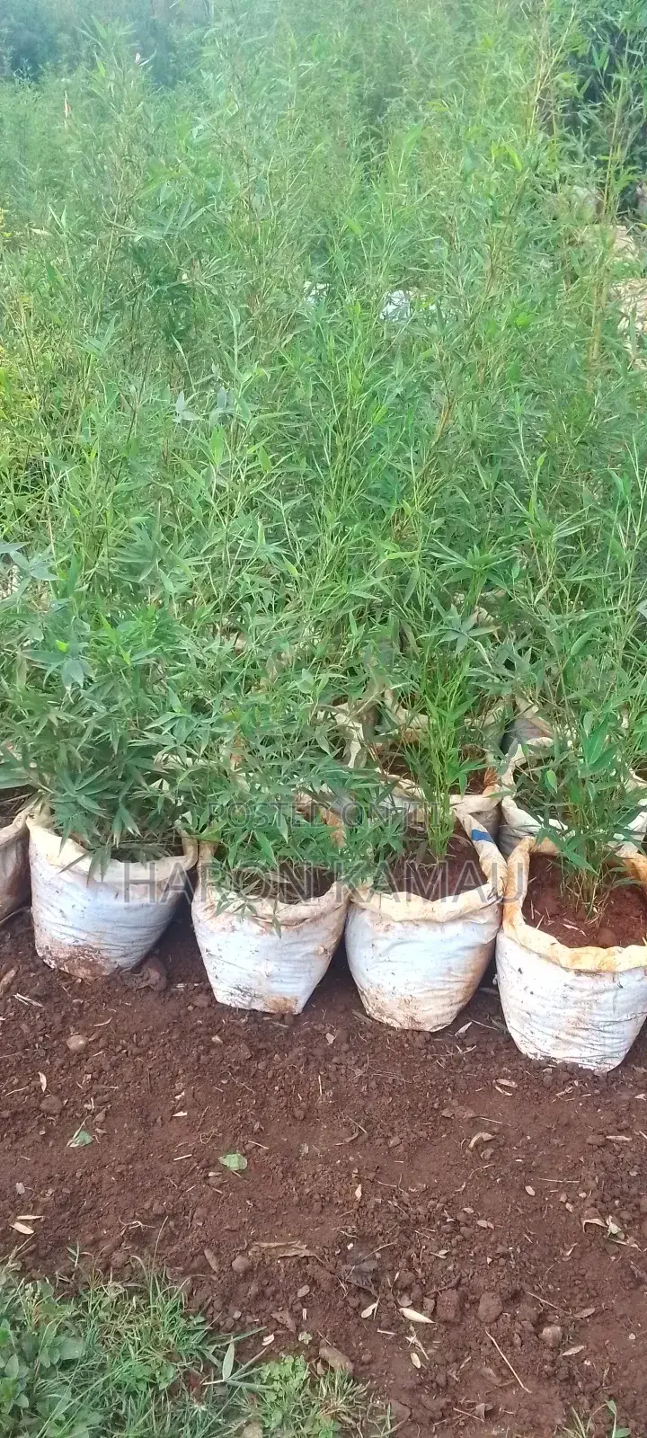 Miniature/Ornamental Bamboos