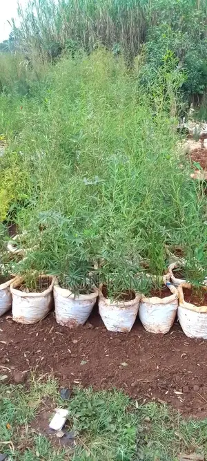 Miniature/Ornamental Bamboos