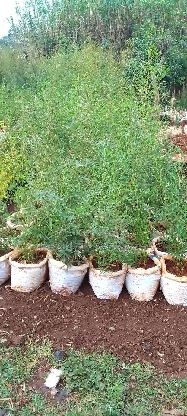 Miniature/Ornamental Bamboos - thumbnail 3