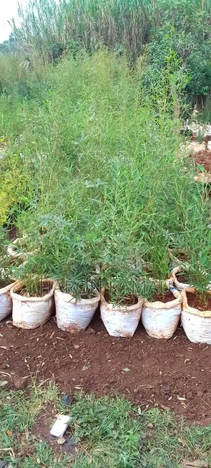 Miniature/Ornamental Bamboos