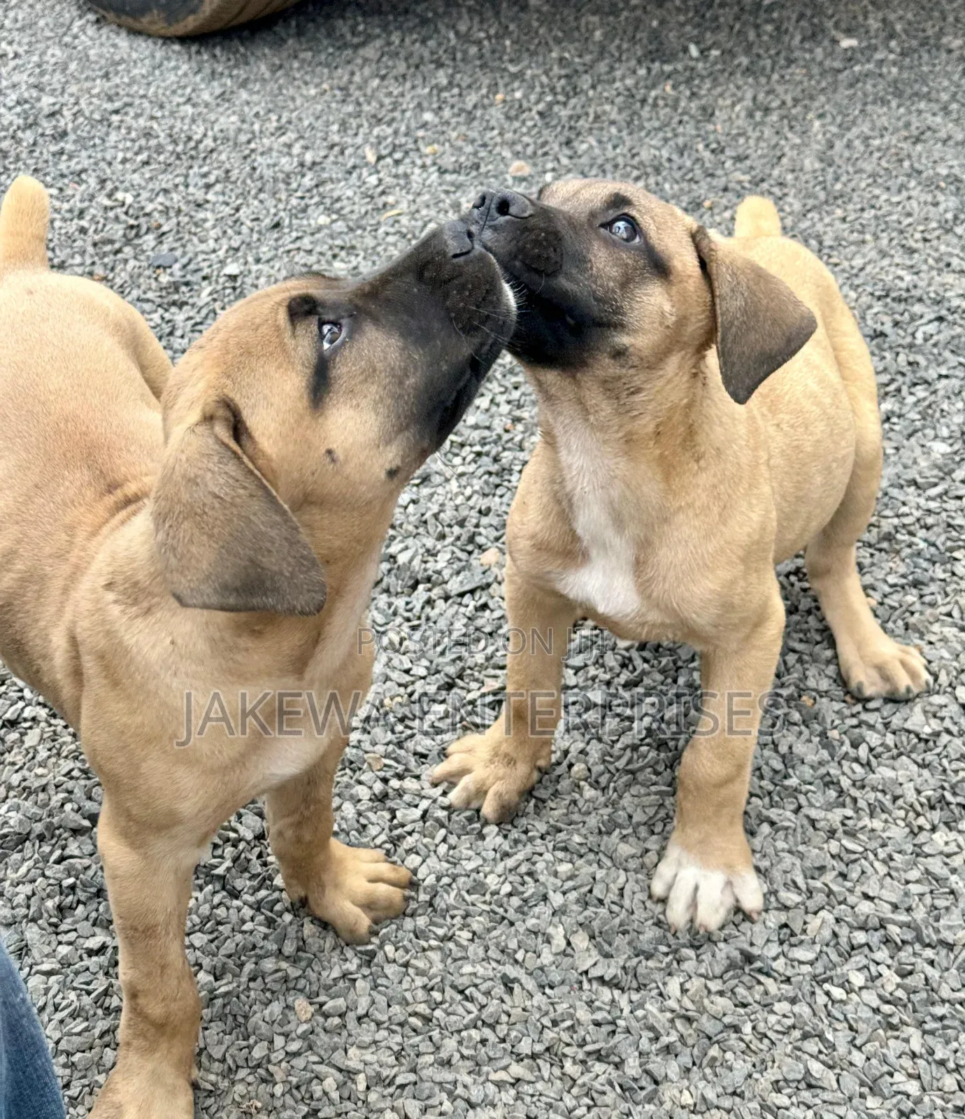 1-3 months Male Purebred Boerboel