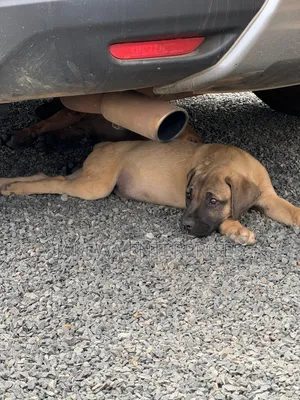 1-3 months Female Purebred Boerboel