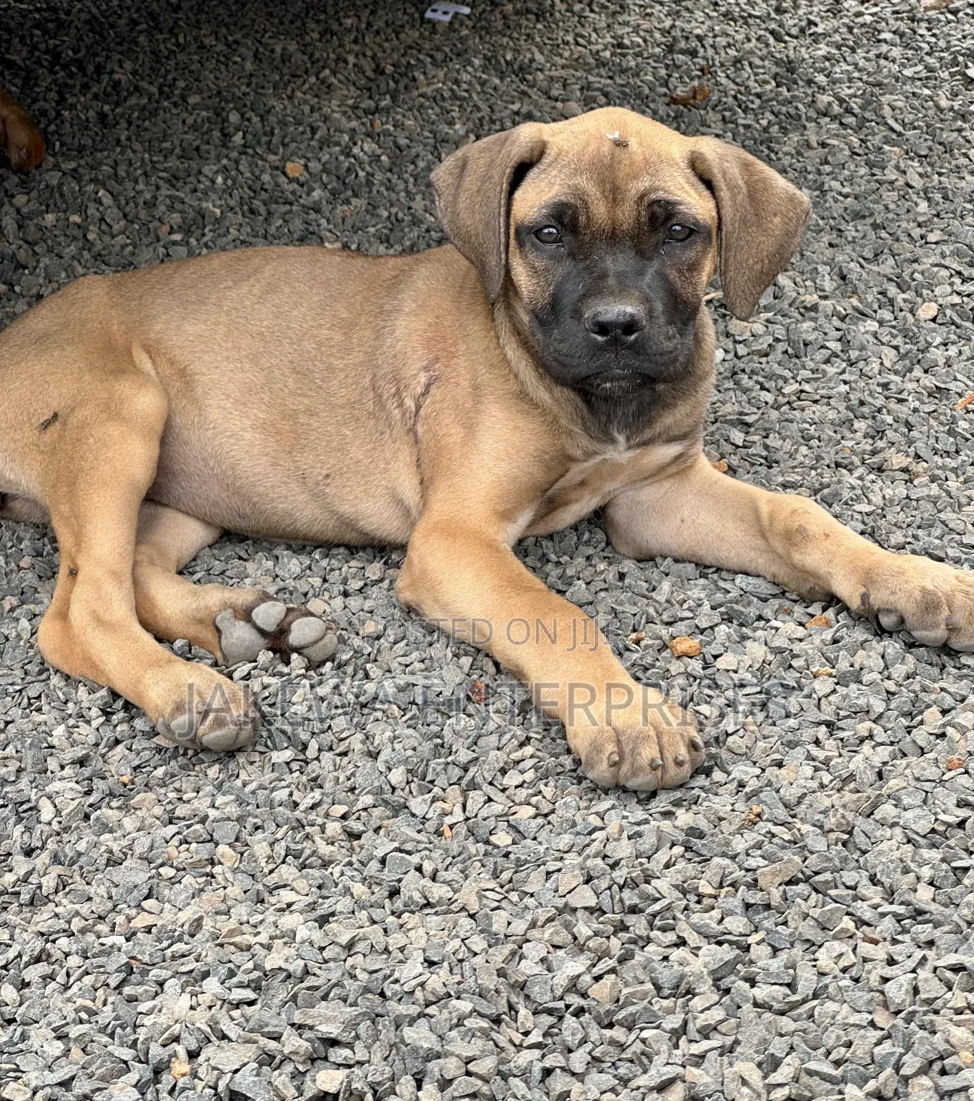 1-3 months Male Purebred Boerboel