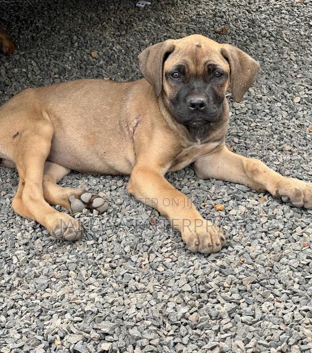 1-3 months Male Purebred Boerboel - main view