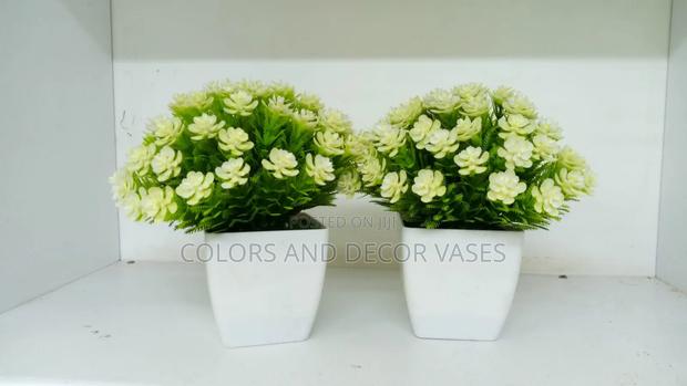 White Flowered Bonsai Flowers