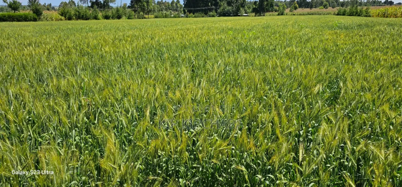 2.5 Acres Fully Arable for Sale in Kiplombe in Eldoret Kiili