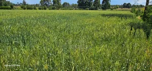 2.5 Acres Fully Arable for Sale in Kiplombe in Eldoret Kiili