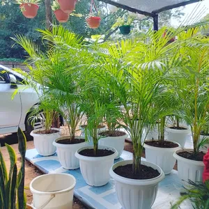Plastic Vases for Fresh or Live Plants Available