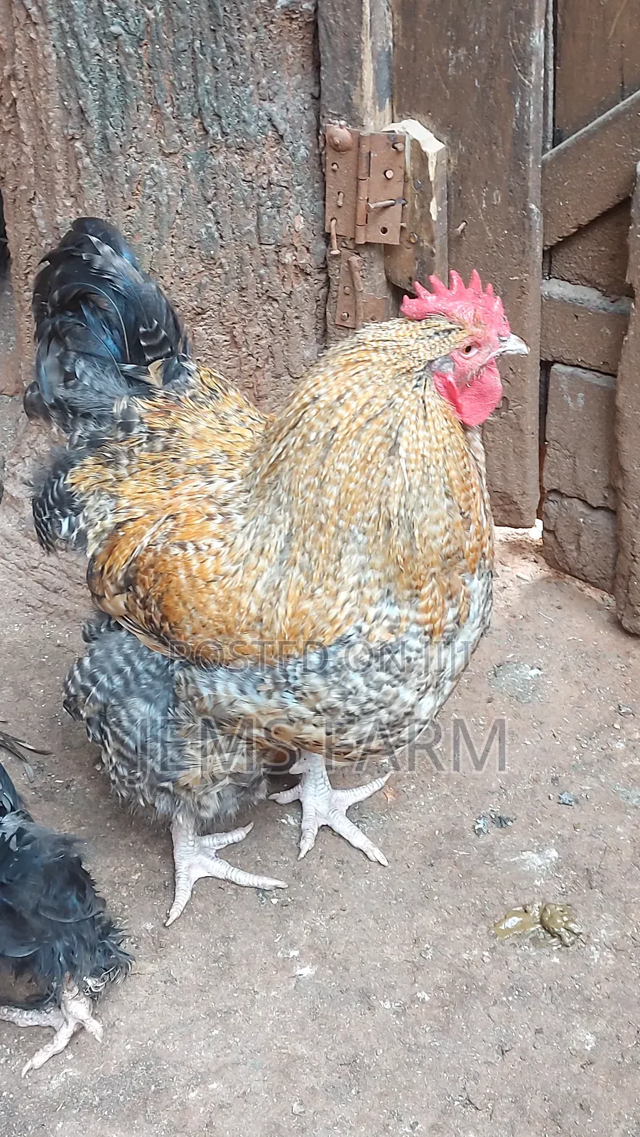 Giant/Large Fowl Cuckoo Orpington Cocks