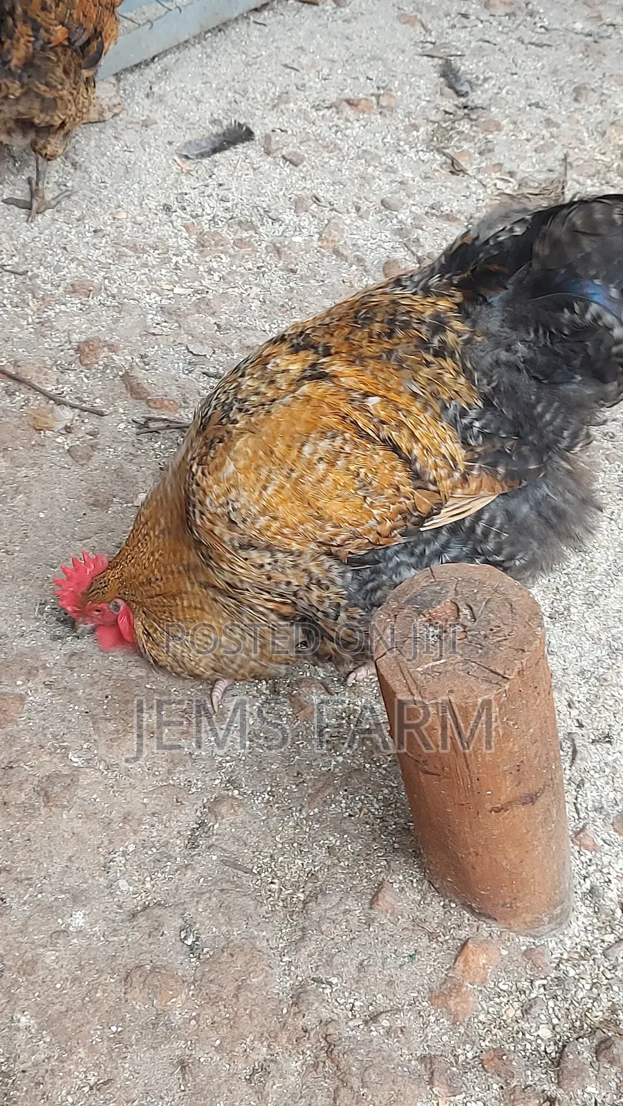 Giant/Large Fowl Cuckoo Orpington Cocks