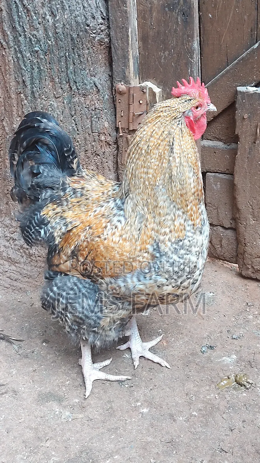 Giant/Large Fowl Cuckoo Orpington Cocks