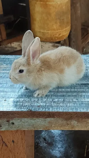 2months Old Hybrid Rabbits Flemish Giant/Palomino/Checkered