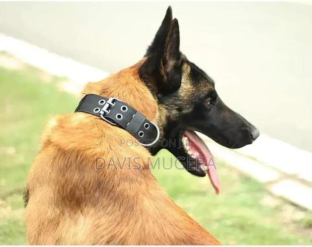 Urbadog Heavy Duty Adjustable Dog Collar, Padding Reflective - main view