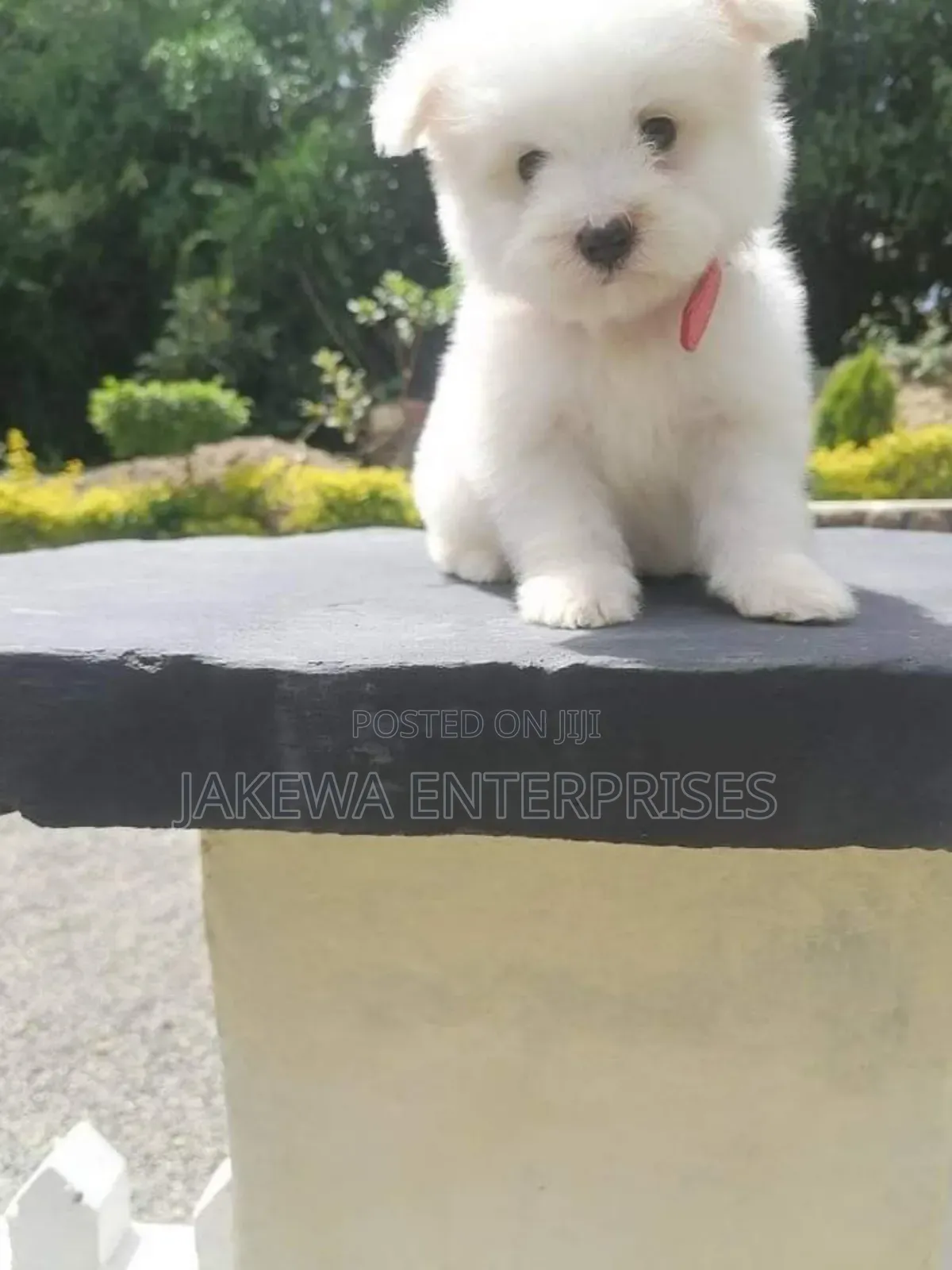1-3 months Male Purebred Maltese