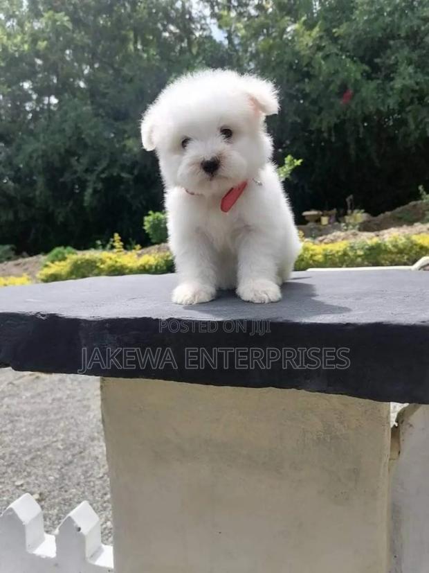 1-3 months Female Purebred Maltese - main view