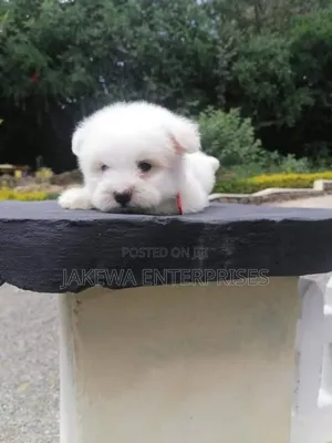 1-3 months Female Purebred Maltese