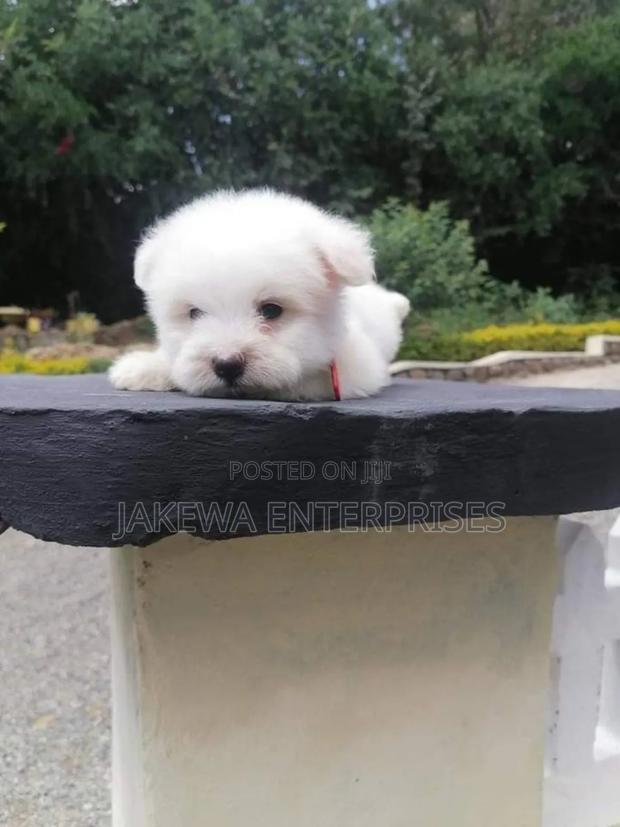 1-3 months Female Purebred Maltese - thumbnail 3