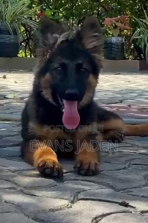 1-3 months Male Purebred German Shepherd - thumbnail 2