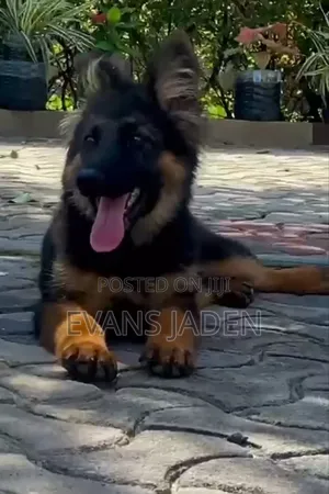 1-3 months Male Purebred German Shepherd