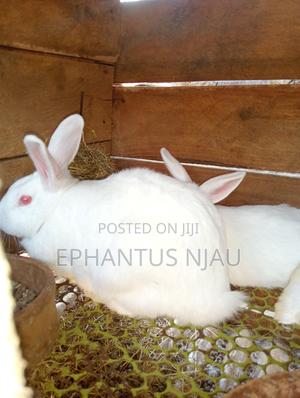 Female Rabbits on Sale - thumbnail 2