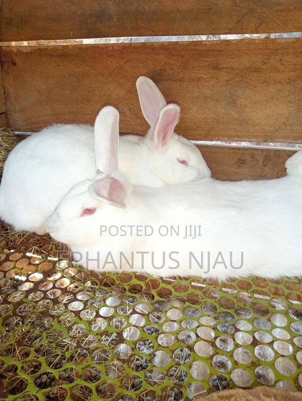 Female Rabbits on Sale - thumbnail 3