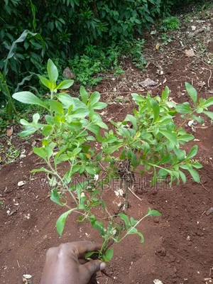 Stevia Seedlings