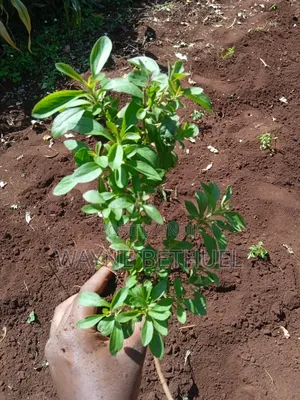 Stevia Seedlings