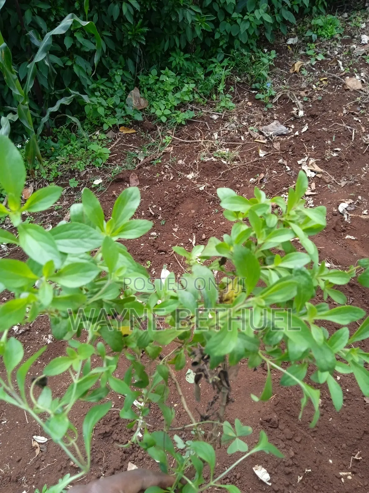 Stevia Seedlings