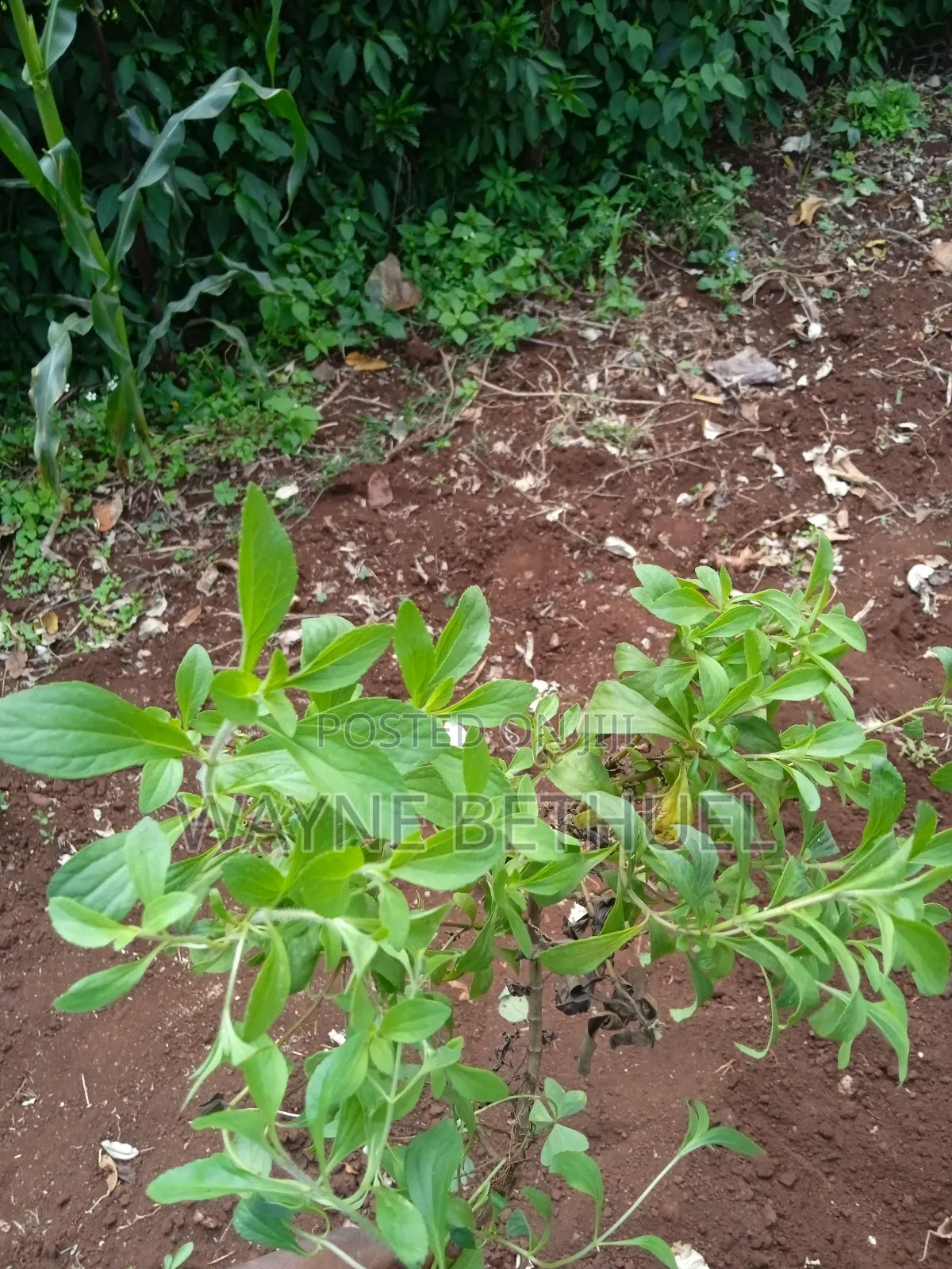 Stevia Seedlings