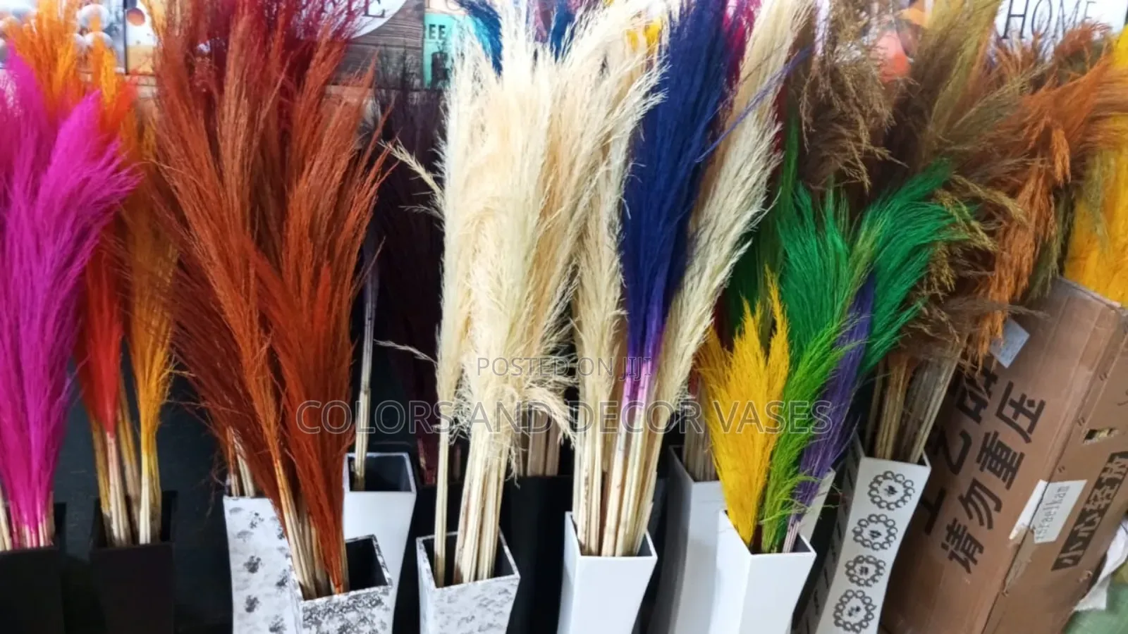 Pampas Grass All Colors in Stock