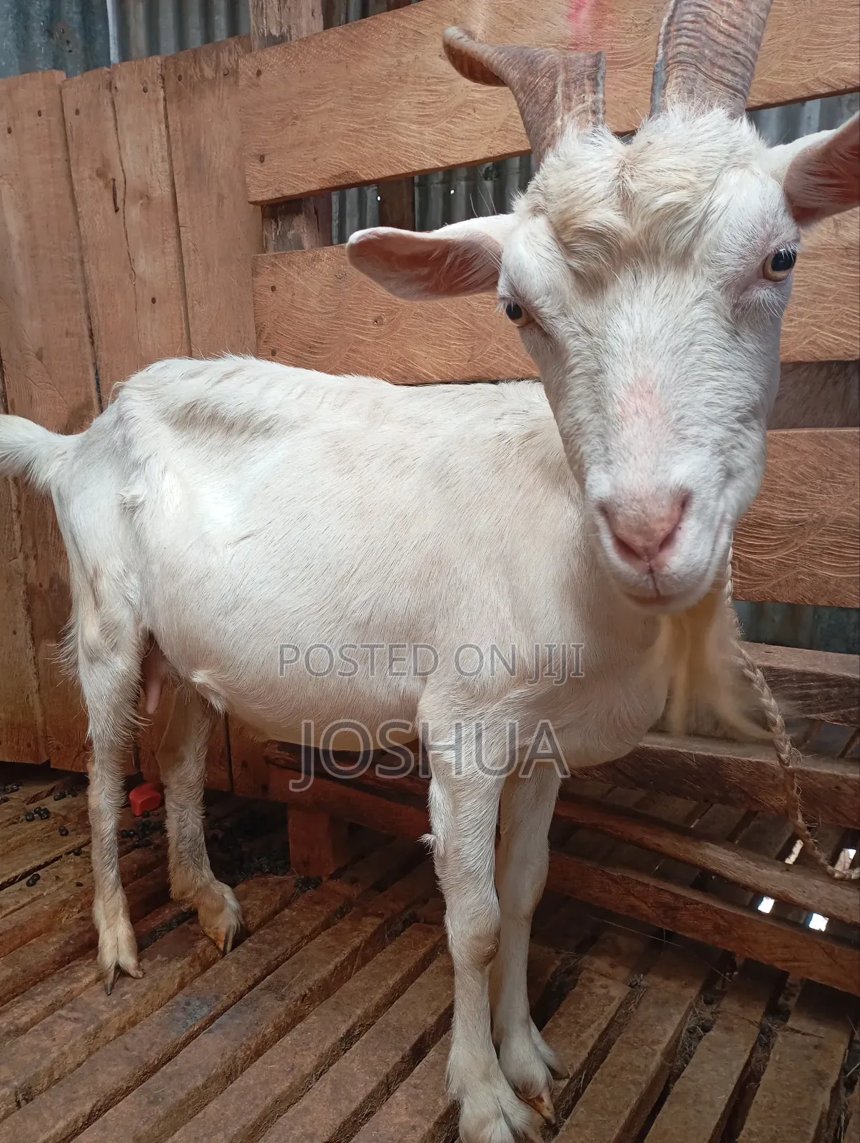 Saanen Dairy Goat in Githurai Farm Animals, Joshua Jiji.co.ke