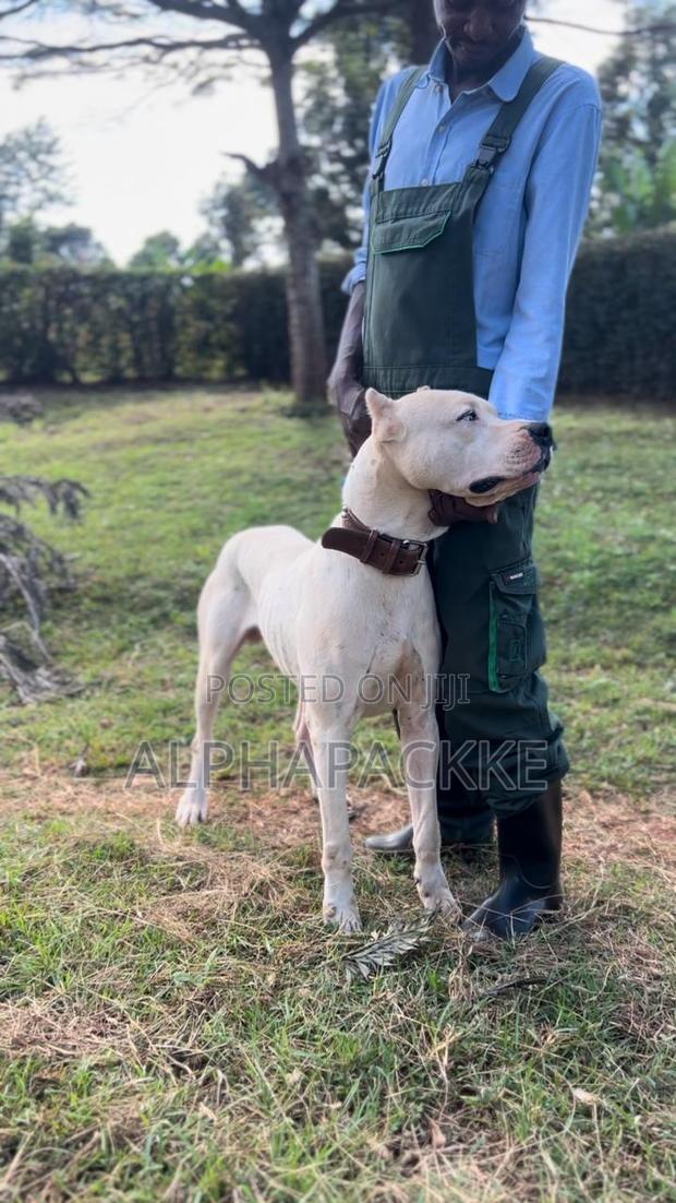 1-3 months Male Purebred Dogo Argentino