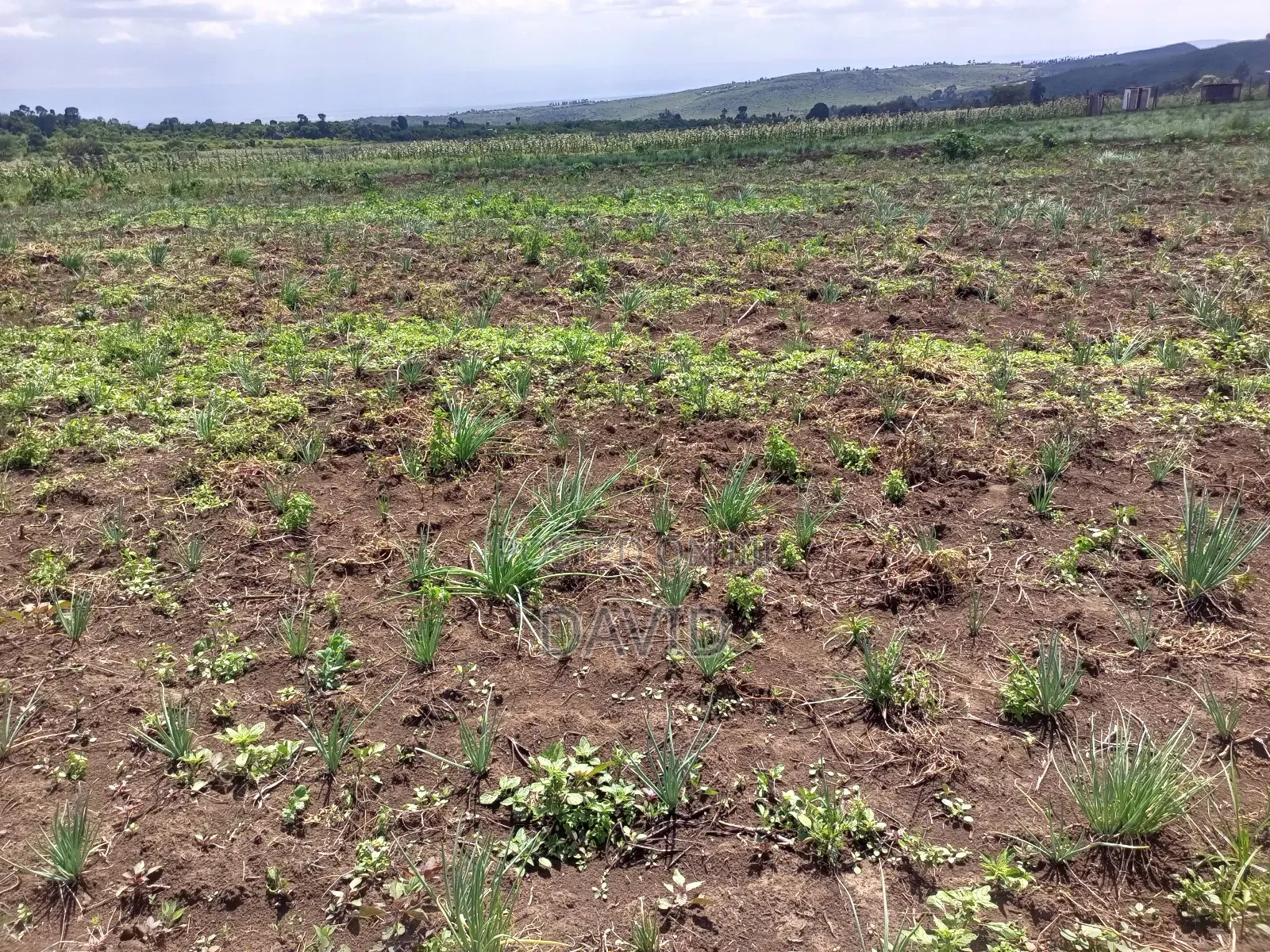 Land for Sale in Gilgil Diatomite