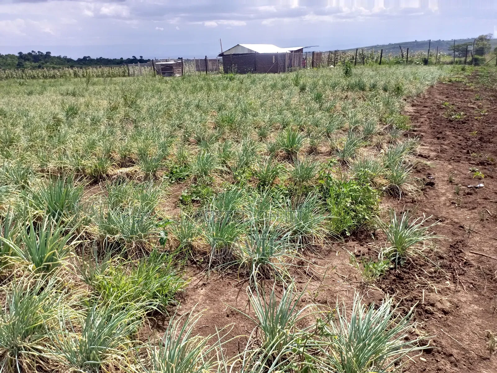 Land for Sale in Gilgil Diatomite