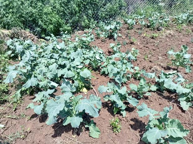 Land for Sale in Gilgil Diatomite - thumbnail 4