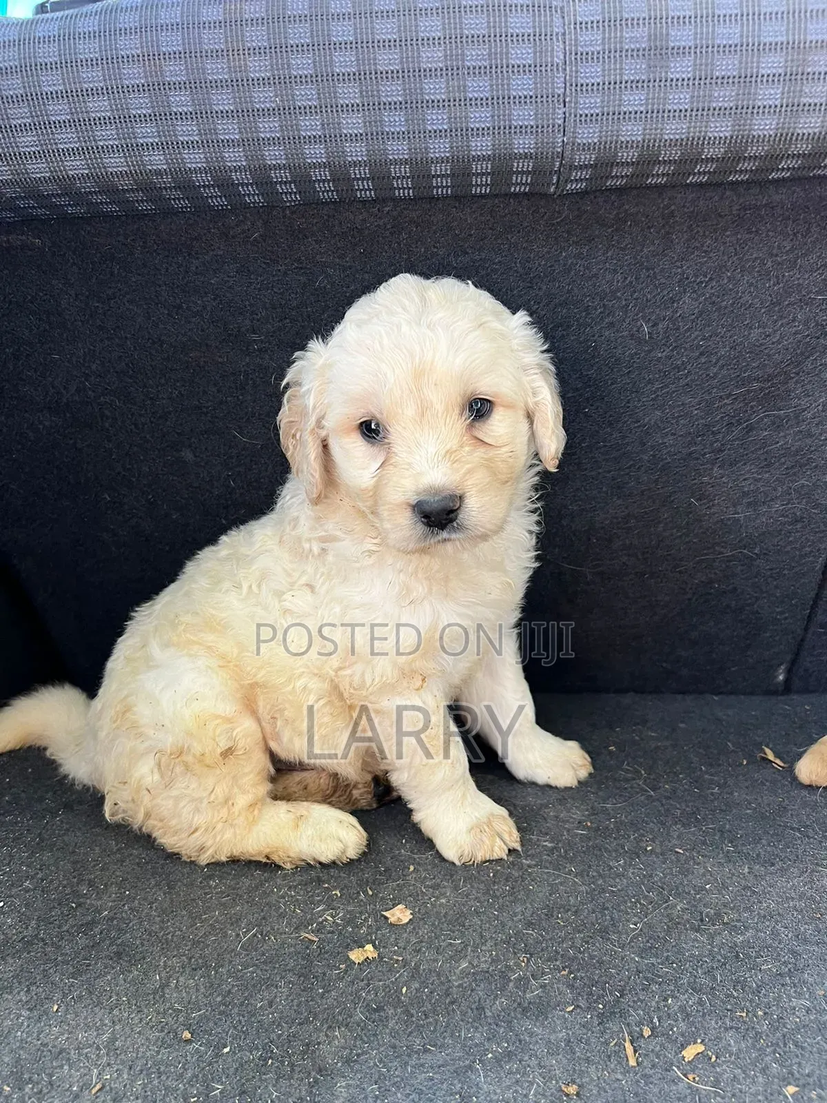 1-3 months Female Purebred Golden Retriever