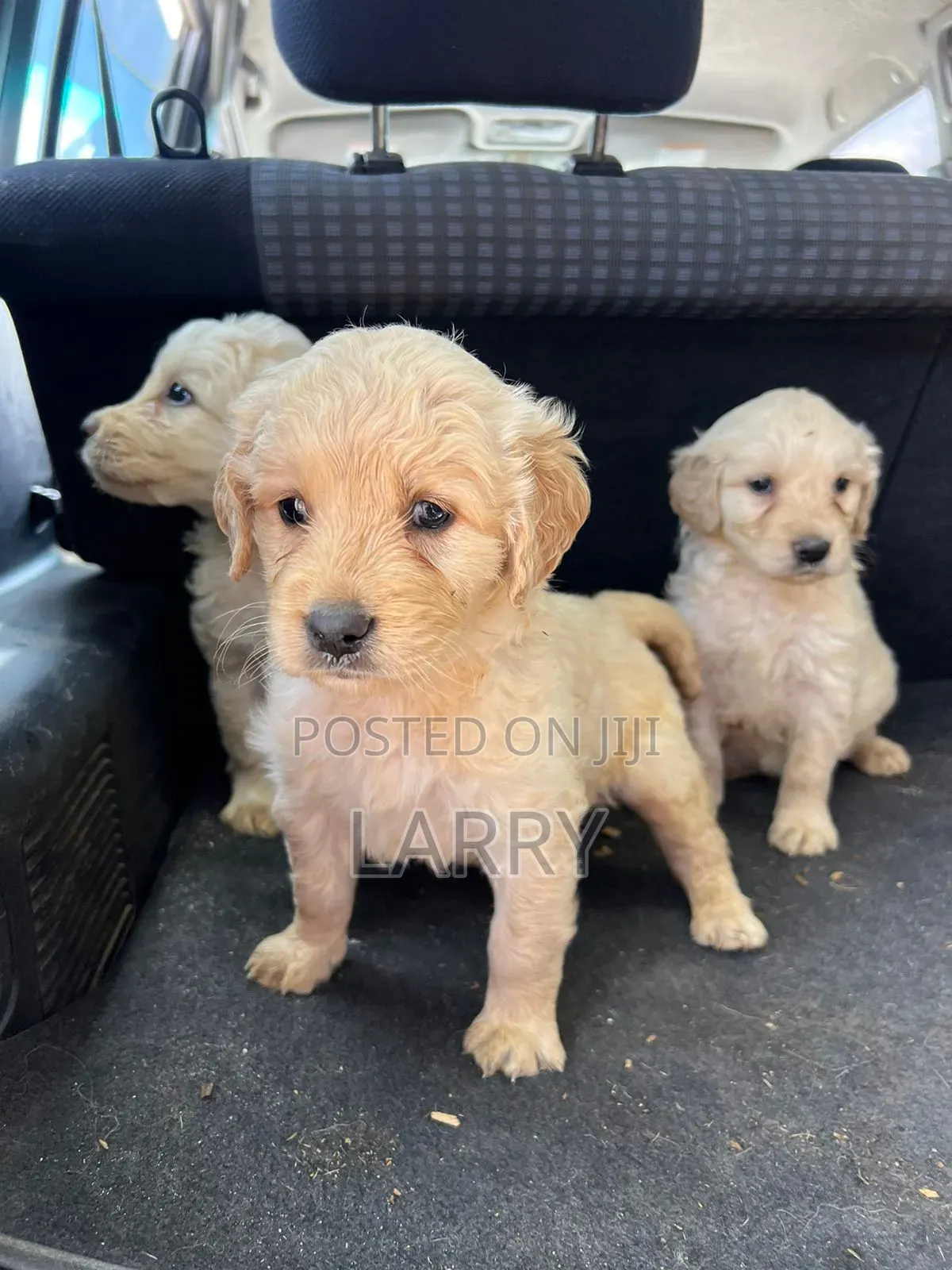 1-3 months Female Purebred Golden Retriever