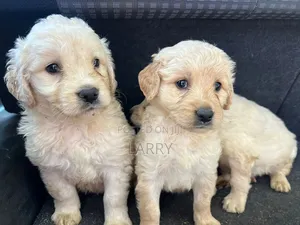1-3 months Female Purebred Golden Retriever