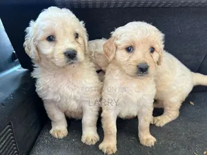 1-3 months Female Purebred Golden Retriever