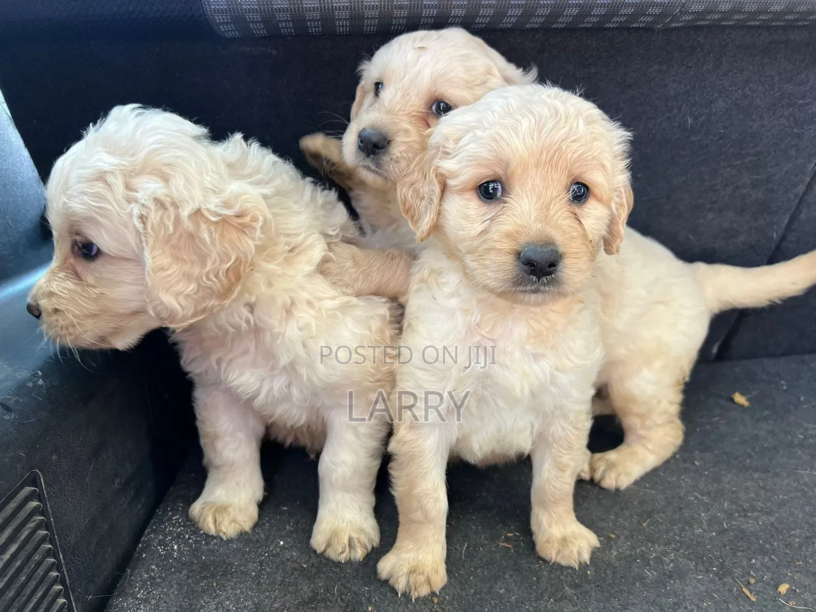 1-3 months Female Purebred Golden Retriever