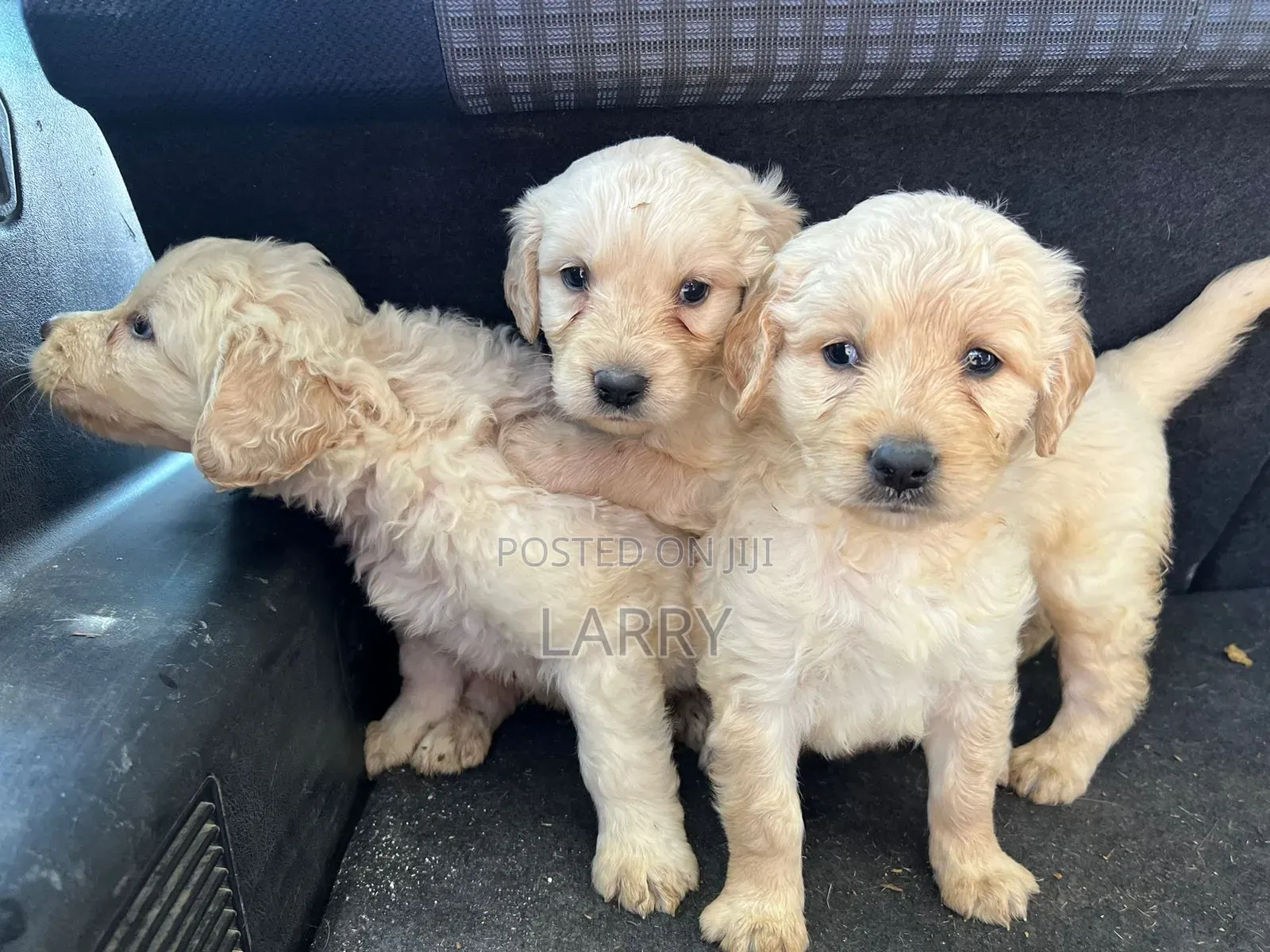 1-3 months Female Purebred Golden Retriever