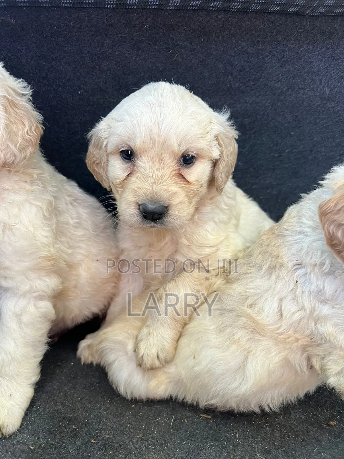 1-3 months Female Purebred Golden Retriever